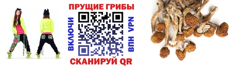 наркошоп  Сергач  Галлюциногенные грибы Psilocybine cubensis 
